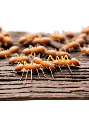 mound-building termites,spines,christmastree worms,centipede,anthill,millipedes,management of hair loss,termite,dried shrimps,fire ants,dried cloves,fungus,mealworm,matchstick,disc fungus,coral fungus,waxworm,broomrape family,matchsticks,caraway seeds,Conceptual Art,Sci-Fi,Sci-Fi 01
