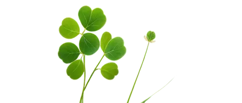 patrol,green wallpaper,resprout,spring leaf background,aaaa,green plant,aaa,chloropaschia,flowers png,arabidopsis,green leaves,green background,defend,leaf fern,green tree,photosynthetic,green leaf,repnin,equisetum,flourishing tree,Illustration,Paper based,Paper Based 17