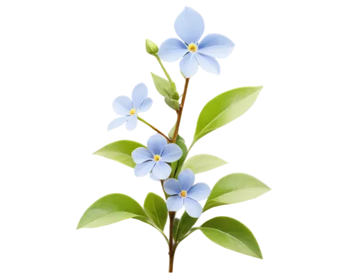 Delicate Periwinkle flowers, light blue petals, five-petaled, yellow center, thin stems, green leaves, solo, macro shot, close-up view, shallow depth of field, natural lighting, warm color tone.,some 