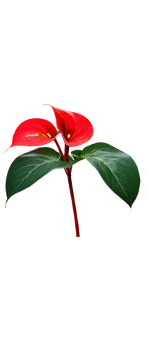 christmas flower,flowers png,poinsettia flower,mistletoe,flower of christmas,poinsettia,xmas plant,christmas ribbon,rose png,christmas background,christmas rose,christmasbackground,flower christmas,poinsettias,christmas wreath,greed,wreath vector,christmas motif,christmas garland,flower of december,Illustration,American Style,American Style 11