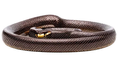 african house snake,brown snake,sharptail snake,eastern indigo snake,plains gartersnake,boa constrictor,red bellied black snake,pointed snake,reed belt,black snake,constrictor,rubber boa,plain bellied watersnake,banded water snake,common garter snake,groundsnake,western terrestrial garter snake,garter snake,rat snake,glossy snake,Art,Artistic Painting,Artistic Painting 32