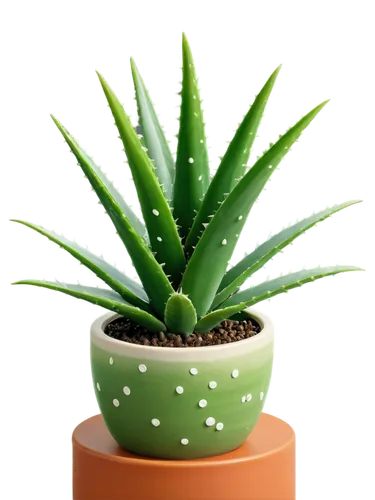 aloe vera leaf,aloe,potted plant,cactus digital background,succulent plant,torch aloe,polka plant,pineapple plant,desert plant,potted palm,dracaena,sansevieria,houseplant,pot plant,aloes,green plant,cryptanthus,aloe barbadensis,citronella,cactus,Unique,3D,Isometric