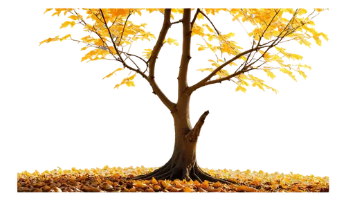 autumn tree,autumn background,golden trumpet tree,deciduous tree,flourishing tree,seasonal tree,yellow leaves,tangerine tree,birch tree background,light of autumn,gold foil tree of life,golden autumn,brown tree,autumn decoration,seasonal autumn decoration,autumn icon,autumn frame,golden leaf,orange tree,golden trumpet trees,Conceptual Art,Fantasy,Fantasy 06