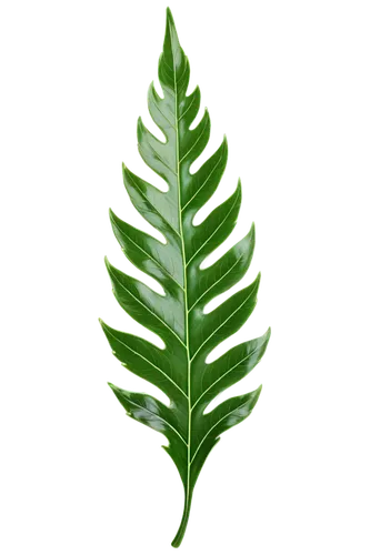 fern leaf,leaf fern,walnut leaf,mape leaf,custody leaf,tropical leaf,jungle leaf,foliage leaf,fan leaf,laurel wreath,tree leaf,chestnut leaf,green leaf,leaf vegetable,trumpet leaf,fig leaf,leaf,mammoth leaf,coconut leaf,tropical leaf pattern,Conceptual Art,Fantasy,Fantasy 24