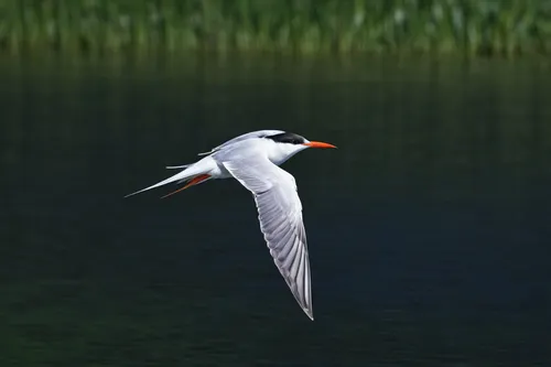 Compose a descriptive passage about the serene sight of a tern soaring above a tranquil lake.,flying common tern,caspian tern,common tern,tern flying,royal tern,tern bird,river tern,flying tern,tern,f