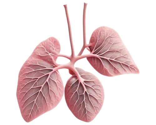 lungs,lung cancer,lung,copd,medical illustration,lung ching,kidney,ventilate,respiratory protection,renal,liver,nonsmoker,venereal diseases,slippery elm,dicotyledon,windpipe,smoking cessation,short-tailed cancer,limenitis,circulatory,Photography,Documentary Photography,Documentary Photography 20