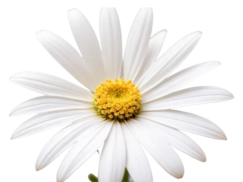 marguerite daisy,oxeye daisy,white chrysanthemum,shasta daisy,leucanthemum,ox-eye daisy,the white chrysanthemum,margueritte,white daisies,common daisy,pyrethrum,camomile flower,white cosmos,daisy flower,wood daisy background,white flower,perennial daisy,marguerite,leucanthemum maximum,feverfew,Photography,Documentary Photography,Documentary Photography 29