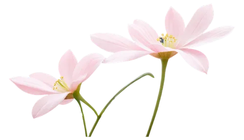 flowers png,minimalist flowers,narcissus pink charm,flower illustration,lillies,flower illustrative,lotus png,snowdrop anemones,lilies,easter lilies,tulipa,illustration of the flowers,centaurium,lily flower,flower background,tulip background,sego lily,anthers,autumnalis,guernsey lily,Conceptual Art,Daily,Daily 22