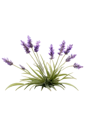 Lavender, purple flowers, delicate petals, green stems, soft focus, natural light, warm color tone, 3/4 composition, shallow depth of field, gentle blur, subtle texture, relaxed atmosphere, peaceful m