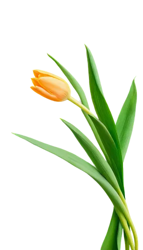 tulip background,spring leaf background,day lily flower,flowers png,flower background,flower wallpaper,orange flower,orange lily,day lily,palm lily,yellow orange tulip,flower bud,lily flower,aspidistra,grass lily,lilies of the valley,madonna lily,calla lily,strelitzia,flower opening,Illustration,American Style,American Style 15