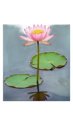 lotus on pond,lotus png,water lotus,pond lily,lotus flowers,water lily flower,lotus ffflower,flower of water-lily,lotus blossom,sacred lotus,pink water lily,lotus flower,water lily,broadleaf pond lily,lotus plants,stone lotus,water lily plate,large water lily,waterlily,lotus,Conceptual Art,Sci-Fi,Sci-Fi 22