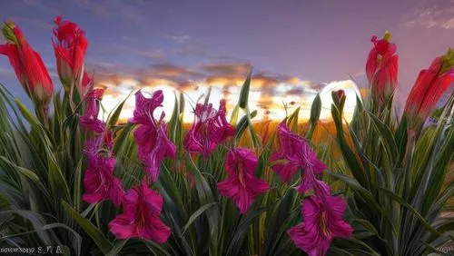 tulip background,flower in sunset,wild tulips,gladiolas,gladioli,watsonia,tulipa,wild tulip,flower background,tulip field,cannas,gladiolus,pink tulips,lilien,splendor of flowers,flowers png,lilies,daylilies,alpinia,tulip fields,Realistic,Flower,Gladiolus