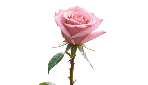 pink rose,rose png,romantic rose,rose bud,rose flower illustration,flower rose,landscape rose,rose flower,pink roses,arrow rose,pink flower,bright rose,rose,flower wallpaper,valentine flower,rosebud,rose bloom,pink floral background,rosa,dried rose,Illustration,Realistic Fantasy,Realistic Fantasy 02