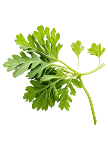 parsley leaves,spring leaf background,celery plant,celery stalk,wild celery,parsley,asplenium,brassica,broccolini,fenchel,cruciata,shrub celery,sulforaphane,green wallpaper,brassicaceae,moringa,cabbage leaves,green background,brocoli broccolli,patrol,Photography,Documentary Photography,Documentary Photography 38