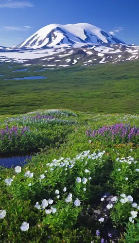 What Do I Need to Travel to the Tundra Biome? | USA Today,alpine meadow,antarctic flora,field of flowers,salt meadow landscape,fragrant snow sea,mountain meadow,mountain tundra,sea of flowers,altyn-em