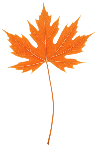 garrison,red maple leaf,yellow maple leaf,defence,leaf background,maple leaf red,maple leave,maple branch,maple foliage,leaf maple,fan leaf,maple bush,thunberg's fan maple,harpertorch,maple shadow,maple leaves,trumpet leaf,golden leaf,defense,maple tree,Illustration,Realistic Fantasy,Realistic Fantasy 42