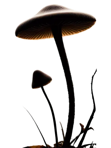 conocybe,mushroom landscape,marasmius,mycena,inocybe,clitocybe,psilocybe,tree mushroom,mushroom type,mushroom,forest mushroom,agaric,basidiomycete,gymnopilus,basidiomycota,mycelial,hygrocybe,club mushroom,milkcap,toadstool,Illustration,Black and White,Black and White 14