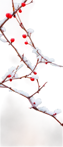 cherry branches,winterberry,christmas snowy background,winter cherry,winter background,red snowflake,cherry branch,ice rain,cherry twig,winter tree,ornamental cherry,winterization,red tree,christmasbackground,seasonal tree,snowflake background,ornamental shrub,fir-tree branches,christmas landscape,frostiness,Art,Classical Oil Painting,Classical Oil Painting 17