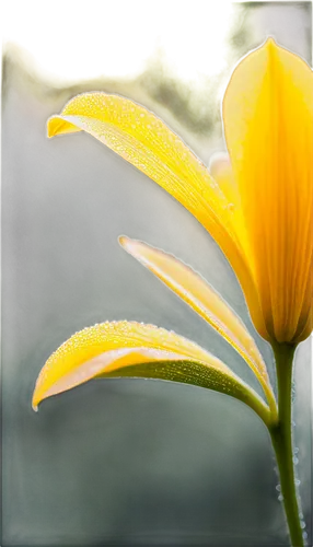 colorful flower, delicate petals, yellow center, soft gentle curves, morning dew, bright sunlight, 3/4 composition, shallow depth of field, warm color tone, cinematic lighting, close-up shot, detailed