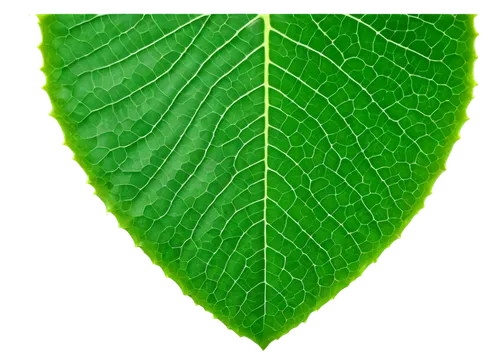 Plum tree leaf, green leaves, delicate veins, serrated edges, rounded tips, shiny surface, soft natural light, close-up, macro shot, 1/2 composition, warm color tone, subtle texture, morning dew drops