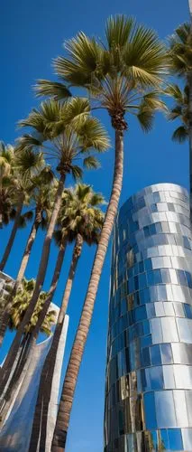 heads of royal palms,royal palms,palm trees,palms,two palms,date palms,palmtrees,gehry,palm forest,hotel barcelona city and coast,palm tree,futuristic architecture,the palm,palm garden,wine palm,giant palm tree,vdara,palm fronds,washingtonia,calpers,Conceptual Art,Daily,Daily 33