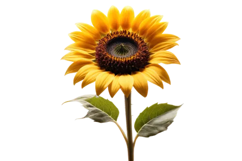 sunflower lace background,sunflower,yellow gerbera,sun flower,helianthus sunbelievable,sunflower paper,small sun flower,helianthus,stored sunflower,sun flowers,flowers sunflower,sunflowers in vase,yellow flower,sunflowers,rudbeckia,erdsonne flower,sunflower coloring,sunburst background,flowers png,flower background,Illustration,Realistic Fantasy,Realistic Fantasy 10