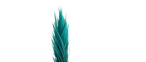 feather bristle grass,long grass,palm tree vector,peacock feather,palm leaf,grass fronds,pine needle,cattail,blade of grass,cleanup,fishtail palm,palmtree,cattails,teal digital background,grass blades,pine,bird-of-paradise,sweet grass plant,pine branch,ornamental grass,Illustration,Paper based,Paper Based 15