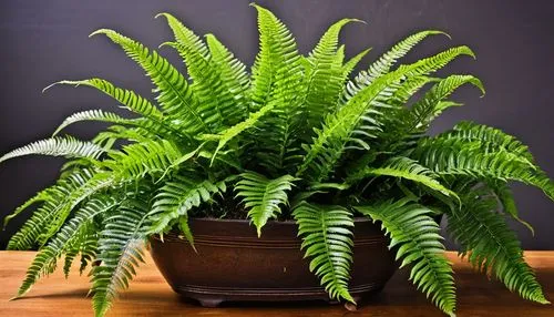 Boston Fern (Nephrolepis exaltata) show in a very beautiful pot,fern plant,ostrich fern,dark green plant,norfolk island pine,indoor plant,leaf fern,ferns,houseplant,fern,ceratostylis,fern fronds,fouqu