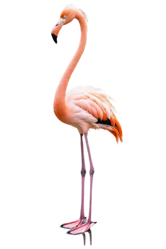 flamingo,greater flamingo,pink flamingo,two flamingo,flamingo couple,flamingos,lawn flamingo,flamingoes,flamingo with shadow,bird png,flamingo pattern,cuba flamingos,pink flamingos,flamininus,pinkola,phoenicopterus,gwe,bird,swan,ostrich,Photography,Black and white photography,Black and White Photography 06