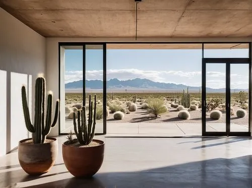 arcosanti,organ pipe cactus,dunes house,marfa,tuscon,quartzsite,sonoran desert,sonoran,mid century modern,barrel cactus,mid century house,silverleaf,tucson,amanresorts,xeriscaping,cactuses,cacti,desert plant,panamint,desert plants,Conceptual Art,Daily,Daily 20