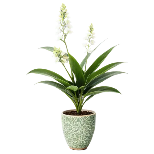 Common houseplant, green leaves, variegated patterns, white flowers, delicate petals, slender stems, rounded pot, ceramic material, earthy texture, warm lighting, soft focus, 3/4 composition, natural 