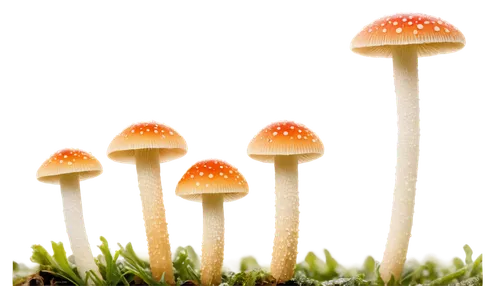 mycena,mushroom landscape,conocybe,marasmius,toadstools,agarics,clitocybe,psilocybe,club mushroom,inocybe,hygrocybe,pluteus,mushrooms,coprinus,pholiota,forest mushrooms,edible mushrooms,psilocybin,agaricaceae,gymnopilus,Illustration,American Style,American Style 02