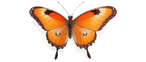 euphydryas,viceroy (butterfly),orange butterfly,butterfly vector,polygonia,dryas julia,hesperia (butterfly),vanessa (butterfly),vanessa atalanta,papillon,dryas iulia,coenonympha tullia,butterfly clip art,heliconius hecale,scotch argus,callophrys,melitaea,milbert s tortoiseshell,gulf fritillary,gatekeeper (butterfly),Illustration,Black and White,Black and White 21