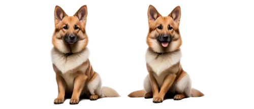 akitas,alsatians,german shepards,german shepherd,dingoes,german shepherd dog,basenji,mwd,alsatian,ein,dingos,malinois,gsd,jindo,derivable,malinois and border collie,dogana,dog illustration,akita,inu,Illustration,Black and White,Black and White 26