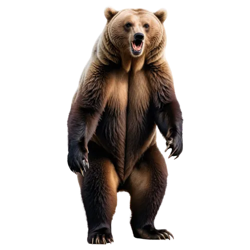 bearlike,nordic bear,bear,scandia bear,beorn,ursine,bearman,bearse,brown bear,gigantopithecus,bearmanor,ursus,great bear,cute bear,bearup,ursa,bearhart,trinket,european brown bear,bearss,Photography,Fashion Photography,Fashion Photography 17
