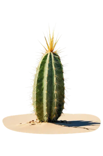 cactus digital background,cactus,desert plant,san pedro cactus,prickle,prickly,aloe,cacti,nopal,prickly pear,peniocereus,barrel cactus,small pineapple,large-flowered cactus,sonoran desert,aloe vera,pineapple plant,watercolor cactus,kawaii cactus,agave,Conceptual Art,Daily,Daily 18