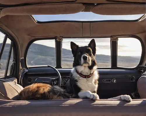 Road trip with a dog,border collie,australian collie,welsh cardigan corgi,cardigan welsh corgi,scotch collie,smooth collie,collie,australian shepherd,malinois and border collie,campervan,australian ca