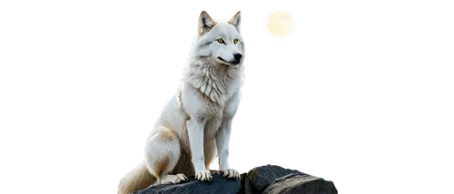 howling wolf,kelpie,atka,patronus,white fox,aleu,krypto,wolpaw,totem,howl,fenrir,okami,dog illustration,inu,light bearer,white dog,white wolves,vulpine,loup,constellation wolf,Conceptual Art,Daily,Daily 33