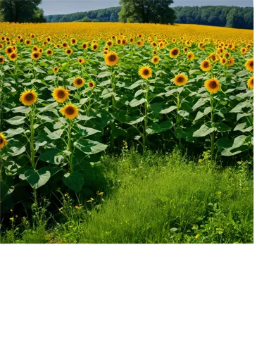 sunflower field,sunflowers,sun flowers,sunflower lace background,flower field,rudbeckia,flowers field,helianthus sunbelievable,field of rapeseeds,helianthus,calendula,calenduleae,sunflower,stored sunflower,blooming field,field of flowers,helianthus occidentalis,flowers sunflower,calendula officinalis,orangefield,Conceptual Art,Daily,Daily 11