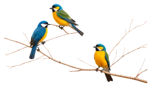 passerine parrots,couple macaw,macaws blue gold,blue and yellow macaw,blue and gold macaw,birds on a branch,golden parakeets,yellow-green parrots,birds on branch,parrot couple,blue macaws,macaws,colorful birds,rare parrots,parrots,macaws of south america,bird couple,parakeets,budgies,edible parrots,Illustration,Vector,Vector 13