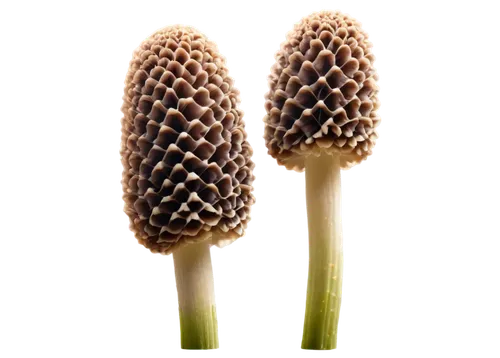 Morel mushroom, solo, detailed texture, earthy brown cap, white stem, delicate ridges, forest floor, morning dew, soft natural light, macro shot, shallow depth of field, warm color tone, cinematic lig