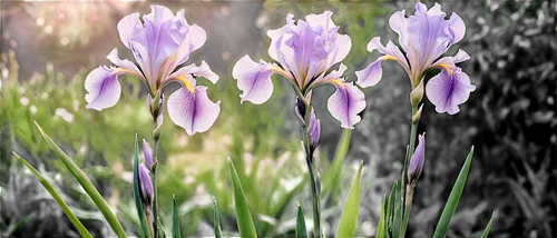 irises,purple irises,crocuses,crocuss,tulipan violet,crocus flowers,wild iris,flowers png,iris japonica,swamp iris,purple crocus,crocus,iris versicolor,iris family,spring crocus,iris,crocus vernus,flower background,lavender flowers,algerian iris,Conceptual Art,Fantasy,Fantasy 33