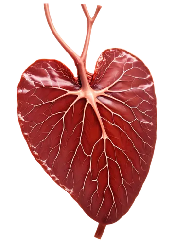 cardiomyopathy,cardiovascular,human heart,heart care,microcirculation,myocardium,cardiology,heart health,human cardiovascular system,coagulopathy,cardiological,hepatology,hypercholesterolemia,heart background,pleurisy,ventricle,coronary vascular,pericardial,cardiorespiratory,cardiowest,Art,Artistic Painting,Artistic Painting 07