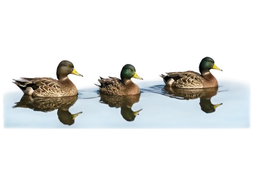 canards,wild ducks,mallards,ducks,quacks,bath ducks,patos,duck females,duckweed,cape teal ducks,duckies,water fowl,waterfowls,waterfowl,enten,quackwatch,canard,ornamental duck,blackduck,decoys,Conceptual Art,Oil color,Oil Color 12