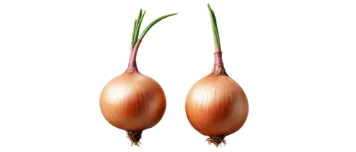 persian onion,onion bulbs,shallot,bulgarian onion,red garlic,hardneck garlic,garlic bulbs,garlic bulb,onion,clove garlic,eggplants,onions,monocotyledon,bulbs,chinese garlic,red onion,cultivated garlic,garlic,sweet garlic,turnips,Art,Classical Oil Painting,Classical Oil Painting 07