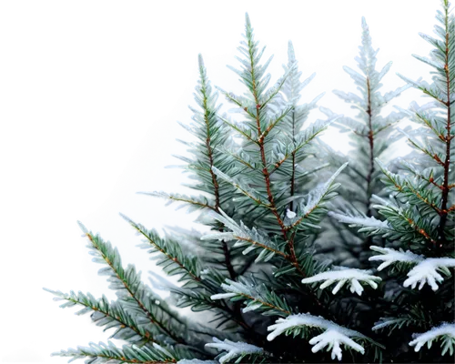 christmas snowy background,snow in pine trees,blue spruce,fir trees,fir-tree branches,fir tree decorations,snow in pine tree,spruce trees,evergreen trees,fir needles,fir tree,christmasbackground,nordmann fir,fir branches,spruce tree,snowflake background,coniferous,fir forest,christmas background,evergreens,Illustration,Abstract Fantasy,Abstract Fantasy 22