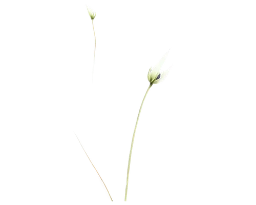 gaura,epilobium,minimalist flowers,ikebana,flowers png,grass lily,autumnalis,tender shoots of plants,blooming grass,grape-grass lily,single flowers,grass blossom,straw flower,zephyranthes,juncus,spring onion,uniflora,cyperus,artificial flower,spikelets,Illustration,Paper based,Paper Based 22