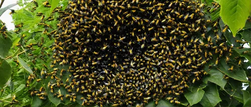 Write a descriptive poem capturing the intense buzzing sound of a swarm of wasps in a tranquil garden.,chile de árbol,bee eggs,swarm of bees,cardamon pods,bee colony,maracuja oil,cannonball tree,bee h