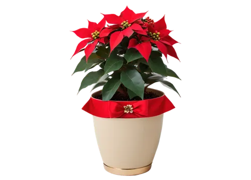 natal lily,poinsettia,xmas plant,christmas flower,poinsettia flower,flower of christmas,christmas orchid,christmas bells,potted tree,terracotta flower pot,cestrum,christmas rose,potted plant,flower pot,flower pot holder,wooden flower pot,plant pot,american holly,euphorbia splendens,flowerpot,Photography,Fashion Photography,Fashion Photography 22