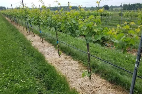 grape plants and vines, stakes, grape trees in a row,wine growing,wine-growing area,passion vines,castle vineyard,vineyard,winegrowing,grapevines,viticulture,vineyards,grape vines,grape plantation,gra